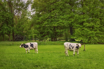 Two cows grazing in the field by the forest. Fresh green, springtime, the Netherlands. - 603308042