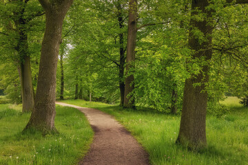 Beautiful spring forest, fresh and green, after the rain. Path through the woods. Twicklerbos, the Netherlands. - 603308055
