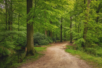 Fototapeta na wymiar Beautiful spring forest, fresh and green, after the rain. Path through the woods. Twicklerbos, the Netherlands.