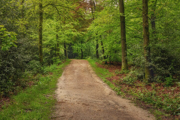 Beautiful spring forest, fresh and green, after the rain. Path through the woods. Twicklerbos, the Netherlands. - 603308452