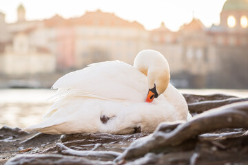 A white swan sits by the Vltava river in Prague on a frosty winter morning at sunrise - 603308874