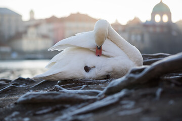 A white swan sits by the Vltava river in Prague on a frosty winter morning at sunrise - 603308879
