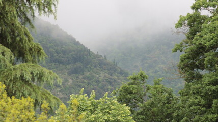 close-up of a wooded mountain landscape with dense trees and fog