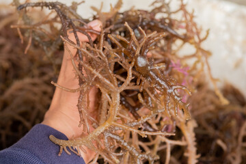 Freshly harvested seaweed. Gigartina pistillata is an edible red seaweed from the Gigartina family © Kanurism