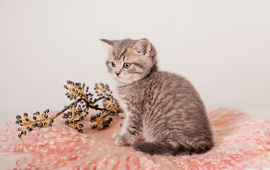 
Cute gray kitten sits on a pink rug on a white background