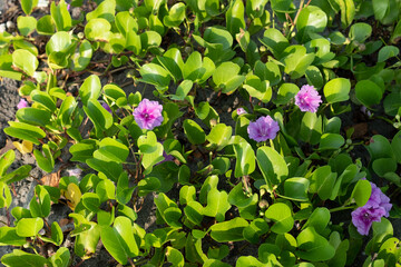 Morning glory flowers, flowers blooming in the sun on the beach.