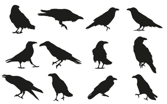 set of silhouettes of common raven