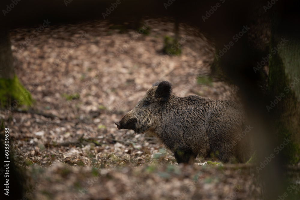 Wall mural group of wild pig in the spring forest. wild sow with small piglets in the wood. european wildlife.