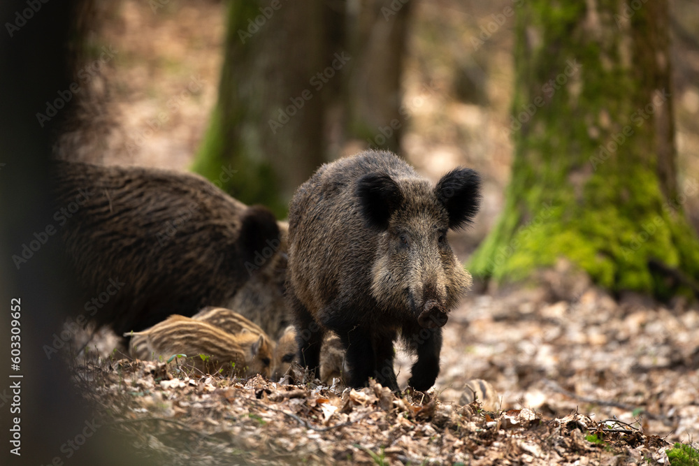 Wall mural group of wild pig in the spring forest. wild sow with small piglets in the wood. european wildlife.