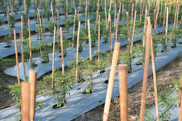 Fototapeta premium Rows of chili vegetables growing in agricultural plantation. agriculture. Farmland landscape. selective focus