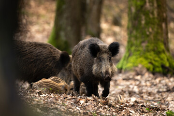 Naklejka na ściany i meble Group of wild pig in the spring forest. Wild sow with small piglets in the wood. European wildlife. 