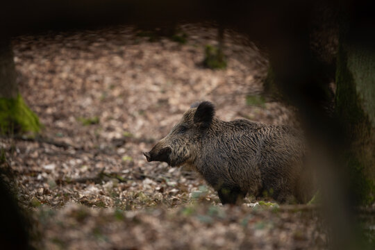 Group of wild pig in the spring forest. Wild sow with small piglets in the wood. European wildlife. 