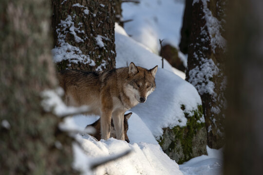 Pack of wolf in the winter's forest. Eurasian wolf are relaxing in the wood. European wildlife.