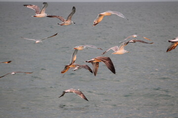 seaguls in flight