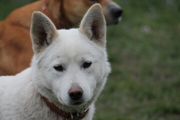 portrait of a white dog