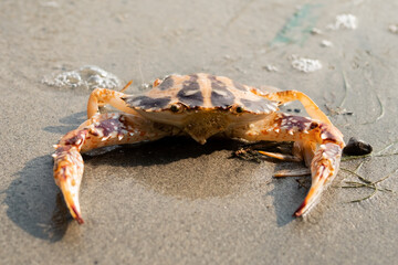 Cute red crab on the sandy beach. Crab floating at low tide