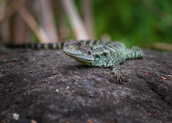 Water Dragon