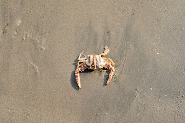 Cute red crab on the sandy beach. Crab floating at low tide