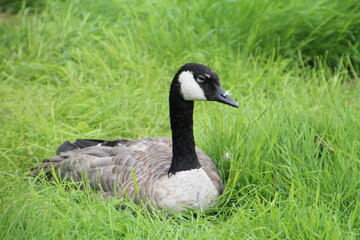 goose on the grass