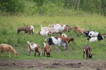 Naklejka na ściany i meble herd of goats