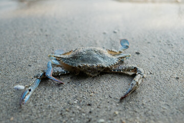 Blue crab floating on the beach. floating crabs at low tide