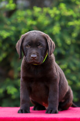 Chocolate puppy labrador retriever on a walk
