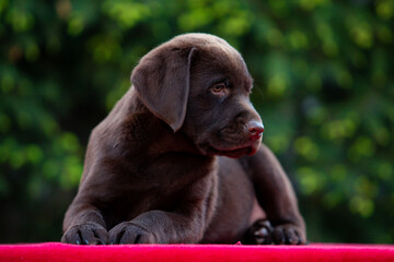 Chocolate puppy labrador retriever on a walk