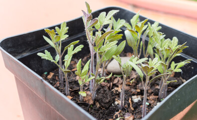 tomato seedlings in a pot..
