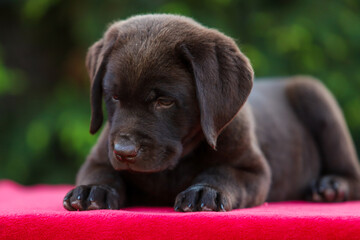 Chocolate puppy labrador retriever on a walk
