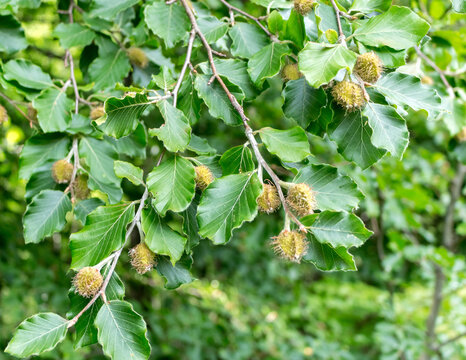 beech nuts