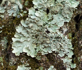 lichen on a tree