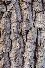 Oak bark