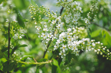 The white small flowers on a green bush