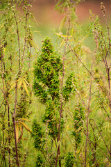Cannabis, also known as marijuana Hemp, is a psychoactive drug from the cannabis plant