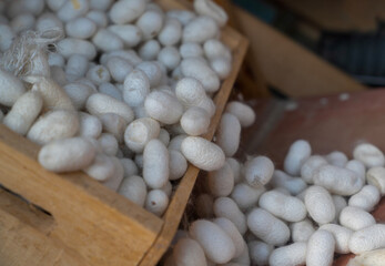 Silkworm cocoon in a wooden box, selective focus