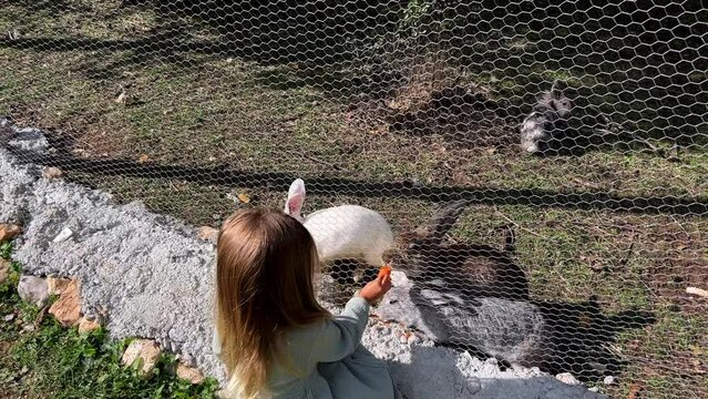 Little girl gives carrots to rabbits on the farm