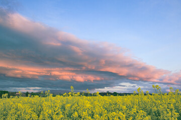 colorful clouds over rapeseed field, kolorowe chmury nad polem rzepaku - obrazy, fototapety, plakaty