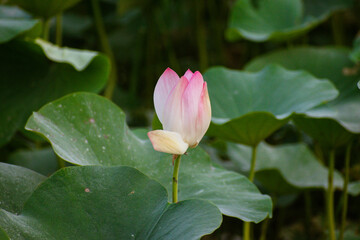 Obraz premium Lotus Flower farming plants in India, Nelumbo Nucifera, also known as sacred lotus, Laxmi lotus, Indian lotus,