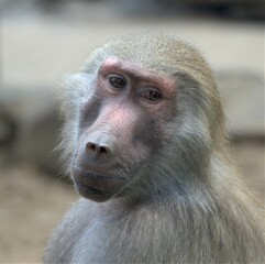 Portrait of female Baboon