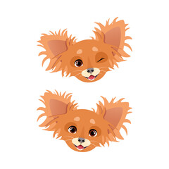 Cute muzzles of a brown fluffy dog of the Chihuahua breed
