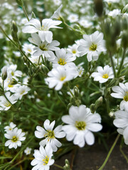 cute field of white flowers the boreal chickweed   on a green grass