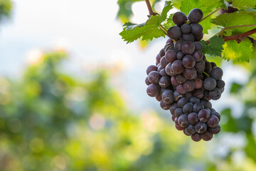 Grape harvest, Vineyards at sunset in autumn harvest ripe grapes in fall, Vineyard with ripe grapes in countryside at sunset, Nature background with Vineyard in autumn harvest. Ripe grapes in fall.