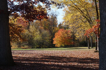 Multi-color Vibrant Fall Trees on Sunny Day