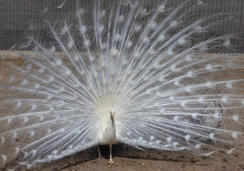 White peacock with a fluffy flowing tail in the rays of sunlight.