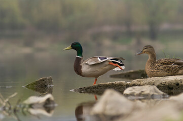 Two Mallards (Anas Platyrhynchos) Standing on the River Bank – Photograph