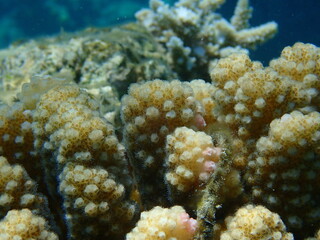 Stony coral rasp coral, or cauliflower coral, knob-horned coral (Pocillopora verrucosa) close-up undersea, Red Sea, Egypt, Sharm El Sheikh, Nabq Bay
