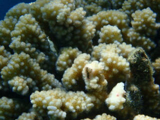 Stony coral rasp coral, or cauliflower coral, knob-horned coral (Pocillopora verrucosa) close-up undersea, Red Sea, Egypt, Sharm El Sheikh, Nabq Bay
