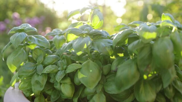 Young basil (ocimum basilicu) plants in a nursery ready for planting. Concept of organic farming and gardening.