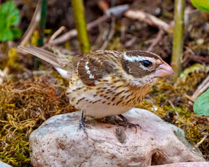 Rose-breasted Grosbeak Image and Photo. Female close-up side view perched on a rock and moss with blur foliage background in its environment.