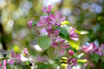 Spring flowering fruit trees, Apple trees